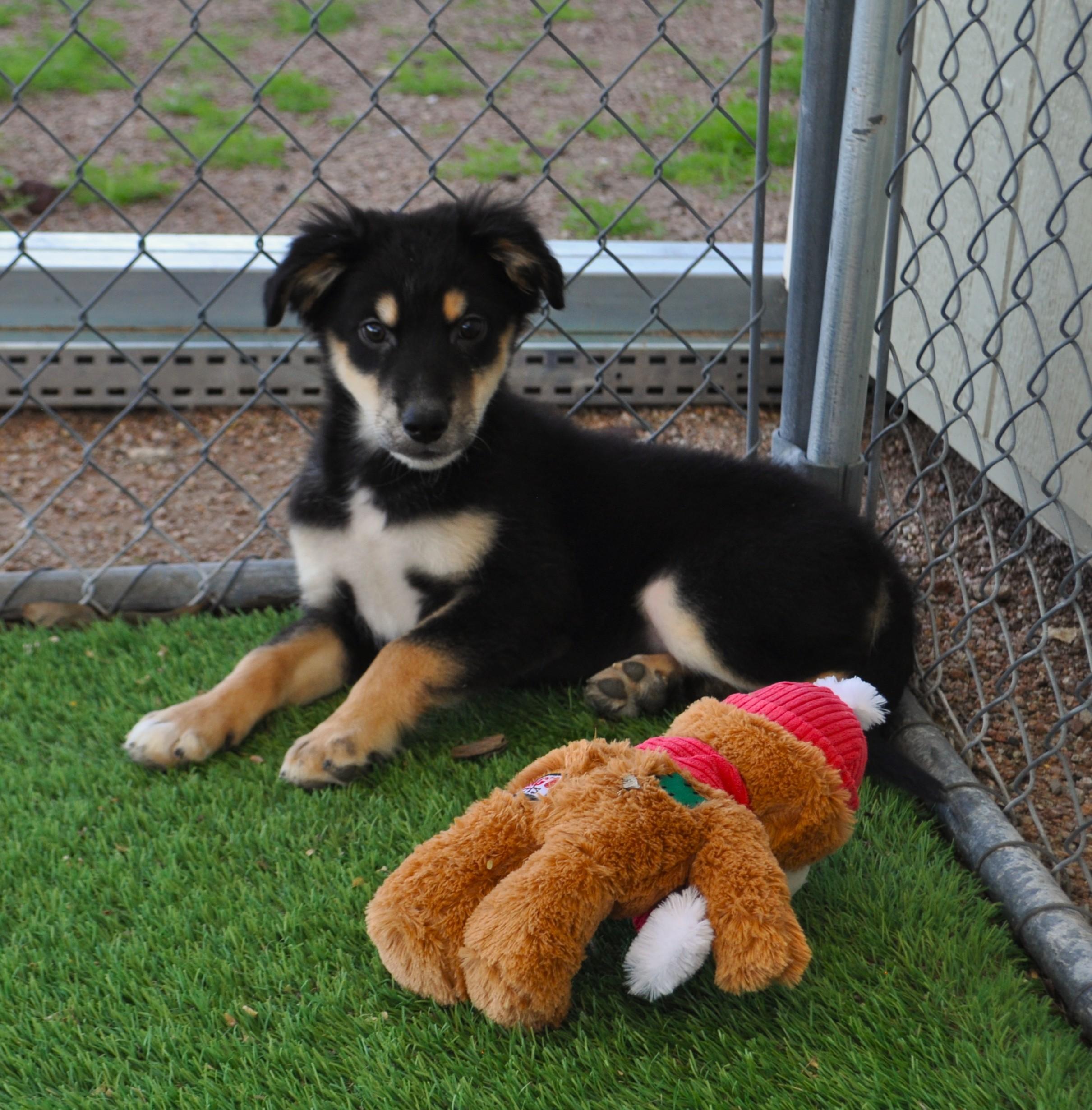 Kahlua, a ADOPTABLE mixed breed in Apache Junction, AZ image 3/4