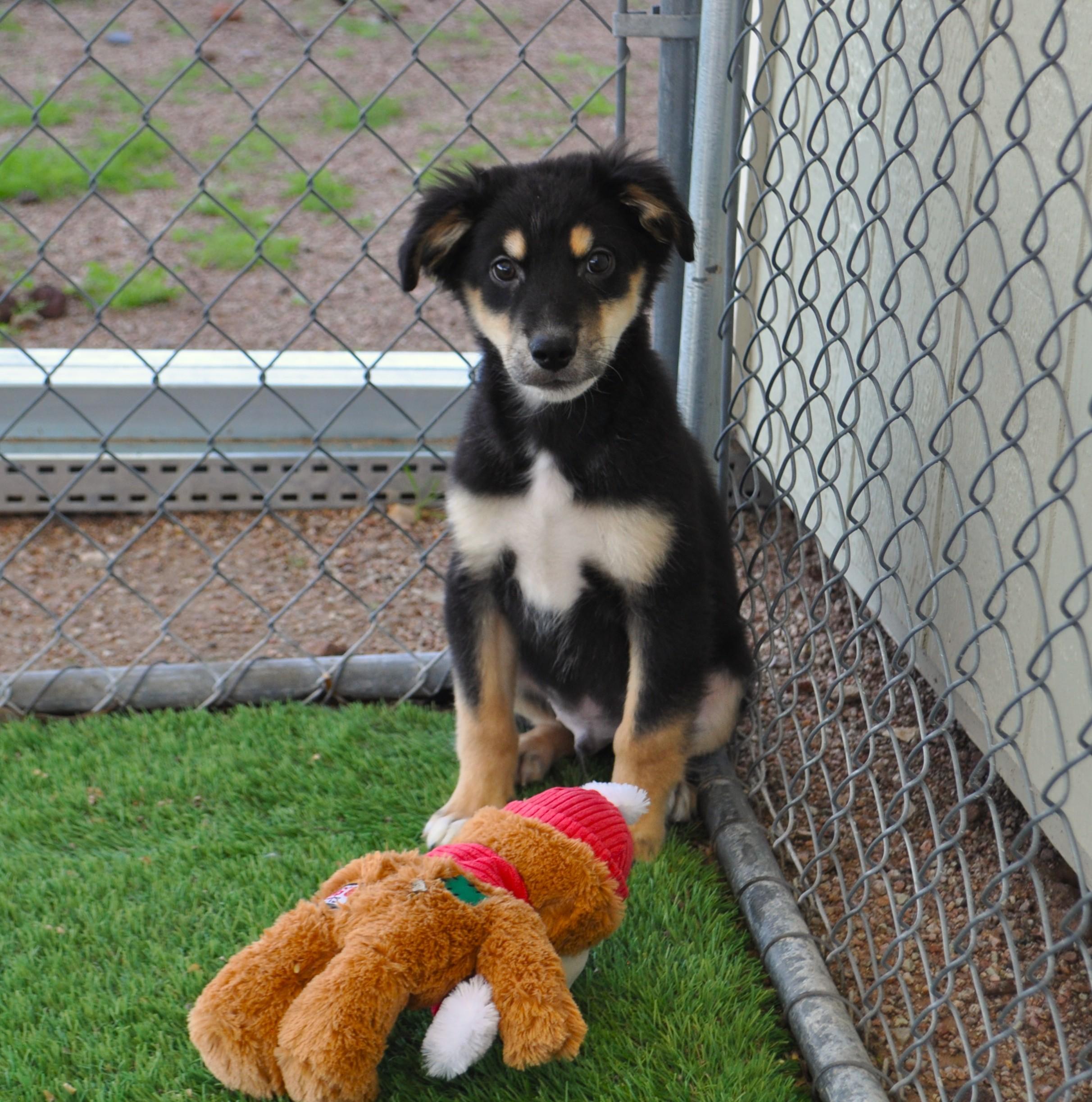 Kahlua, a ADOPTABLE mixed breed in Apache Junction, AZ image 4/4