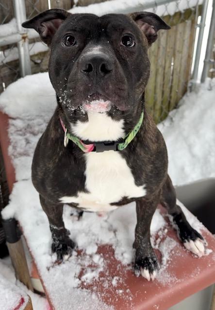 Enlarge Aries, a ADOPTABLE Pit Bull Terrier in Saranac Lake, NY image 4/4