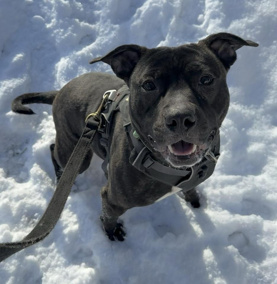 Aries, ADOPTABLE, Adult Male Pit Bull Terrier.