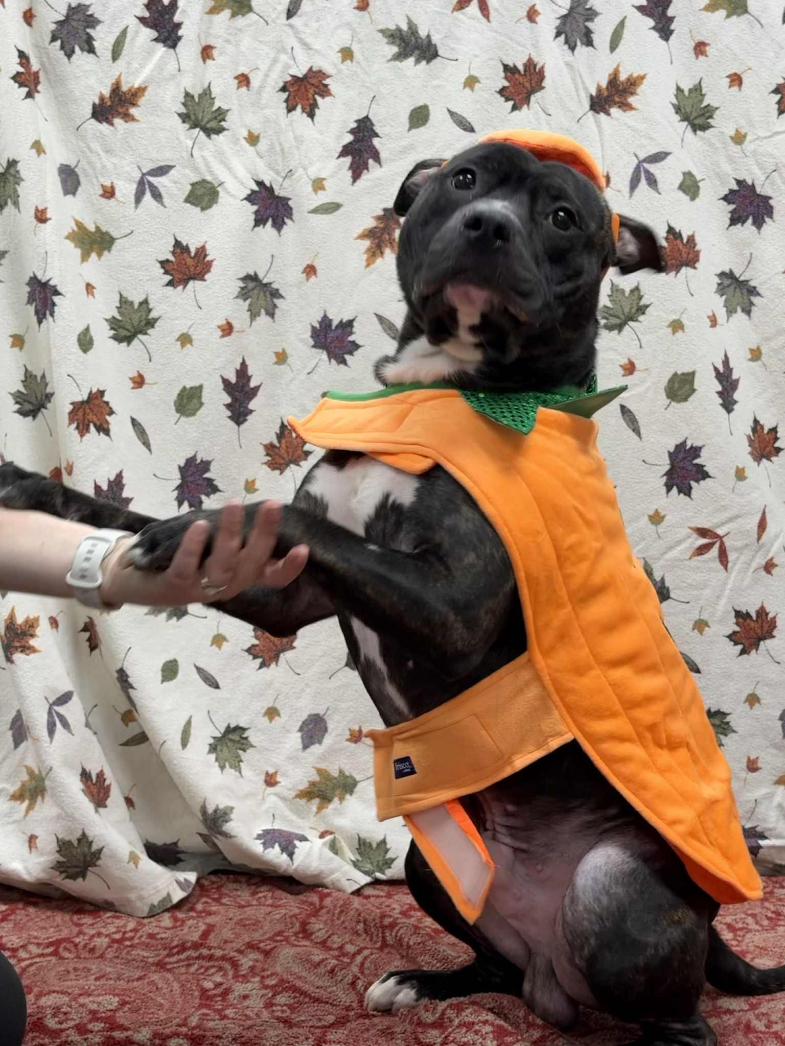 Aries, ADOPTABLE, Adult Male Pit Bull Terrier.