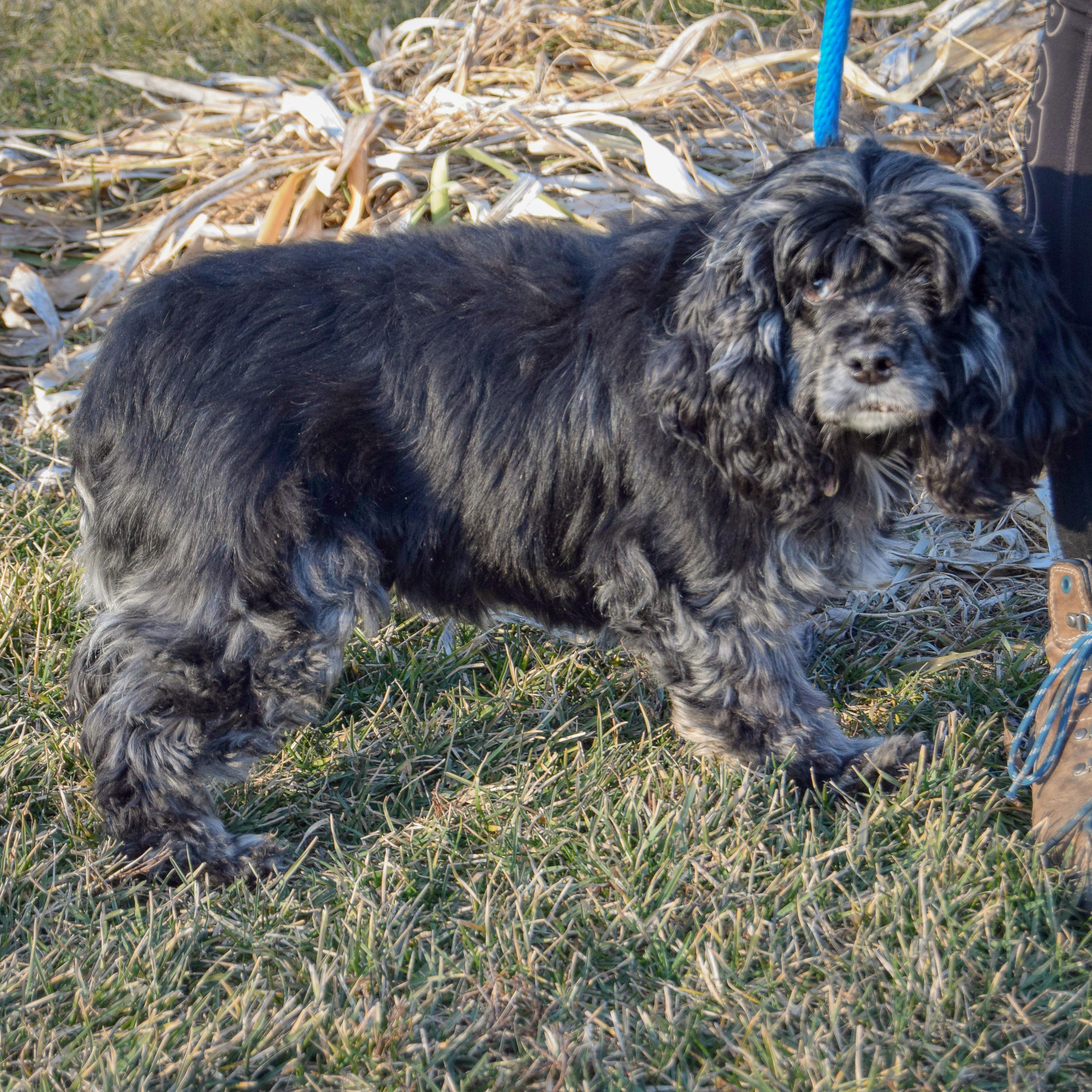 Abi, an adopted mixed breed in Huntley, IL image 3/3
