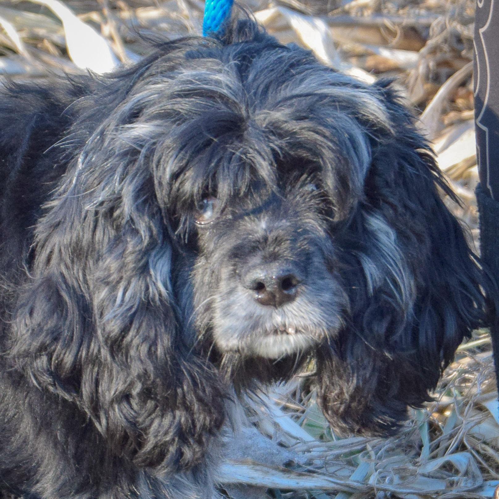 Abi, an adopted mixed breed in Huntley, IL image 1/3