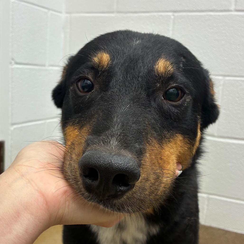 Enlarge Bucky, a Adoptable mixed breed in Corpus Christi, TX image 1/6