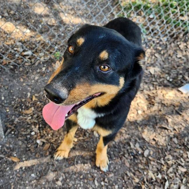 Enlarge Bucky, a Adoptable mixed breed in Corpus Christi, TX image 2/6