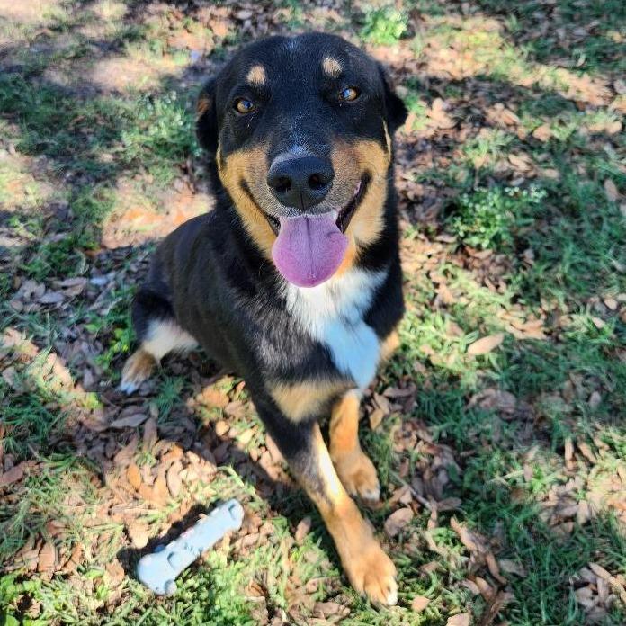 Enlarge Bucky, a Adoptable mixed breed in Corpus Christi, TX image 3/6