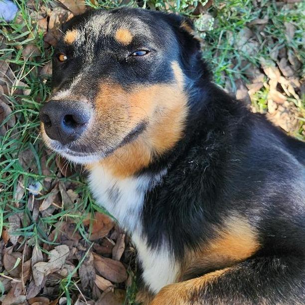 Enlarge Bucky, a Adoptable mixed breed in Corpus Christi, TX image 4/6