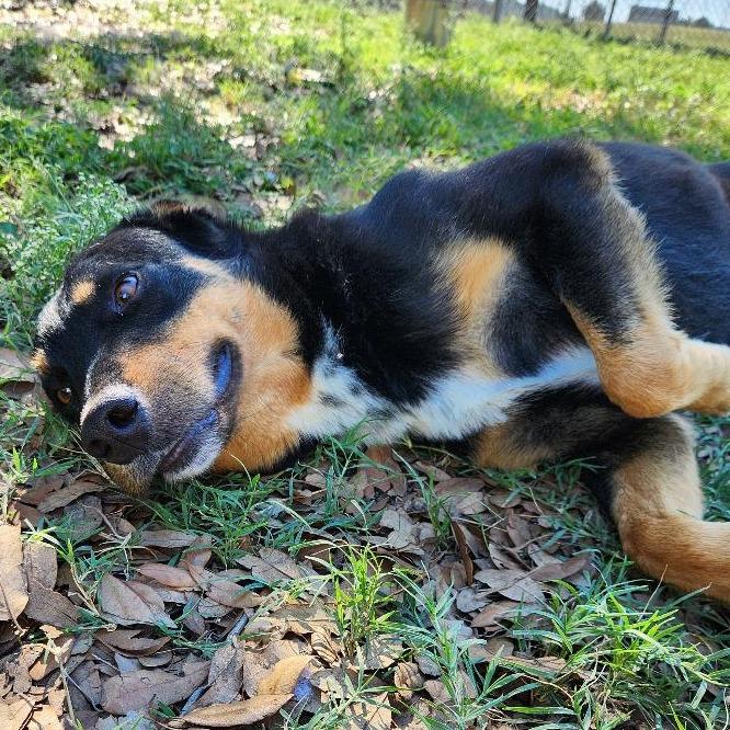 Enlarge Bucky, a Adoptable mixed breed in Corpus Christi, TX image 5/6