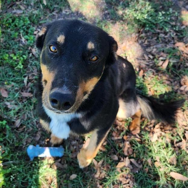Enlarge Bucky, a Adoptable mixed breed in Corpus Christi, TX image 6/6