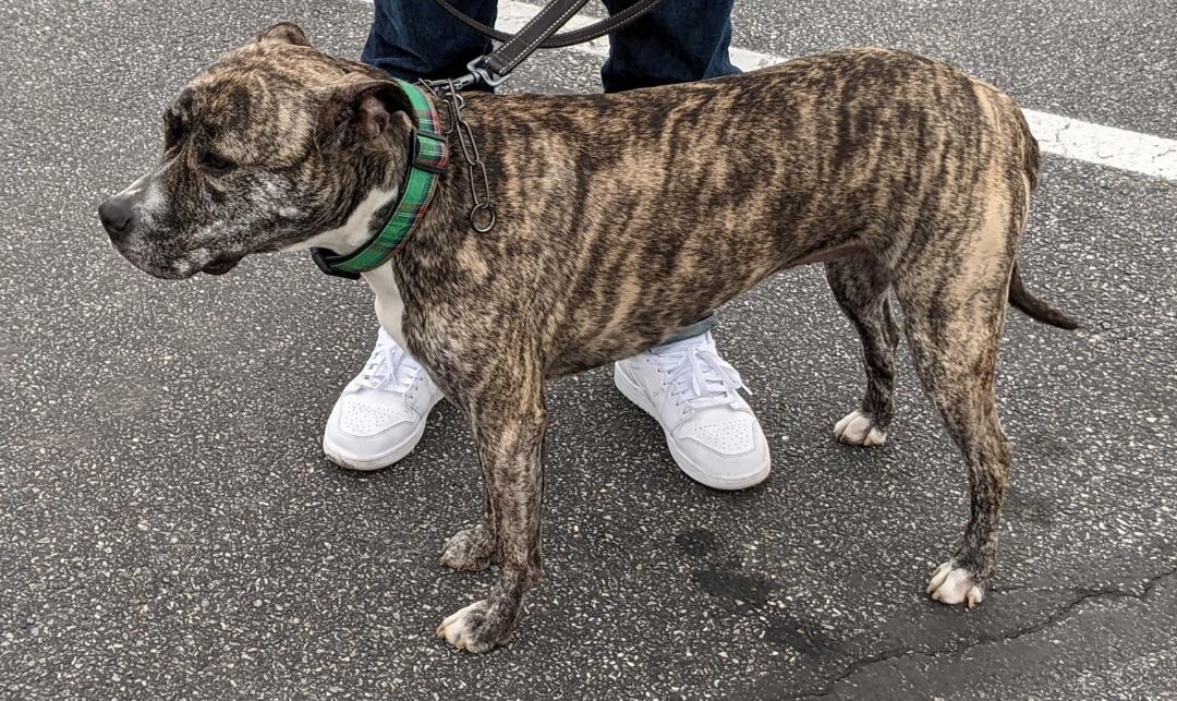 Riley, Adult Female Terrier