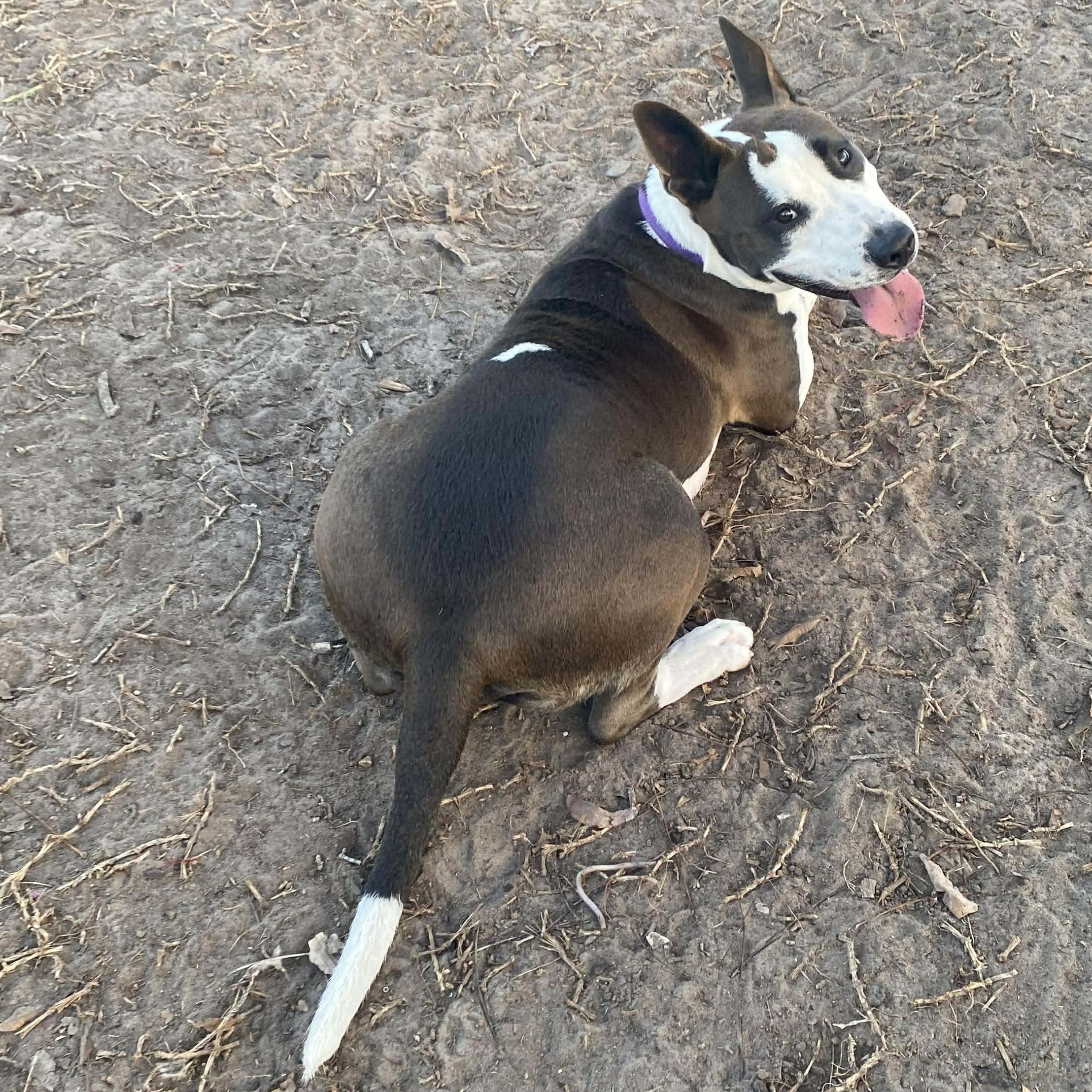 Irish Bailey thumbnail 4