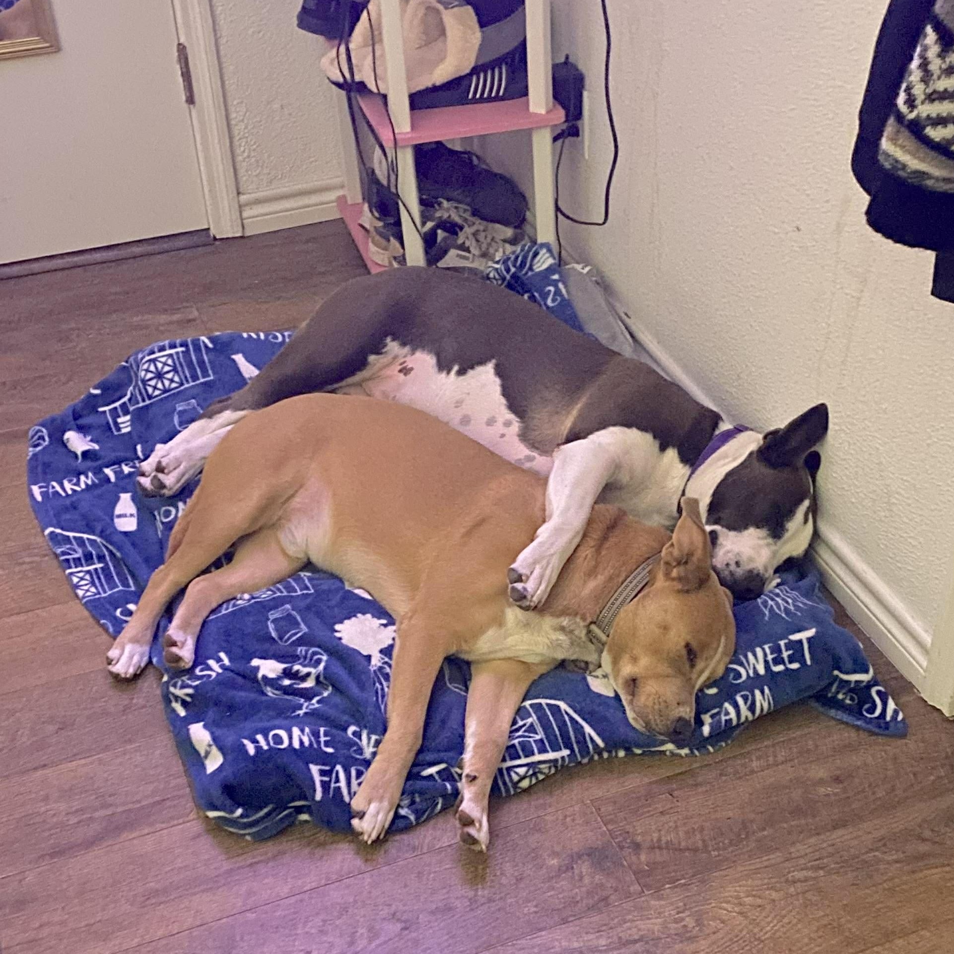 Irish Bailey thumbnail 5