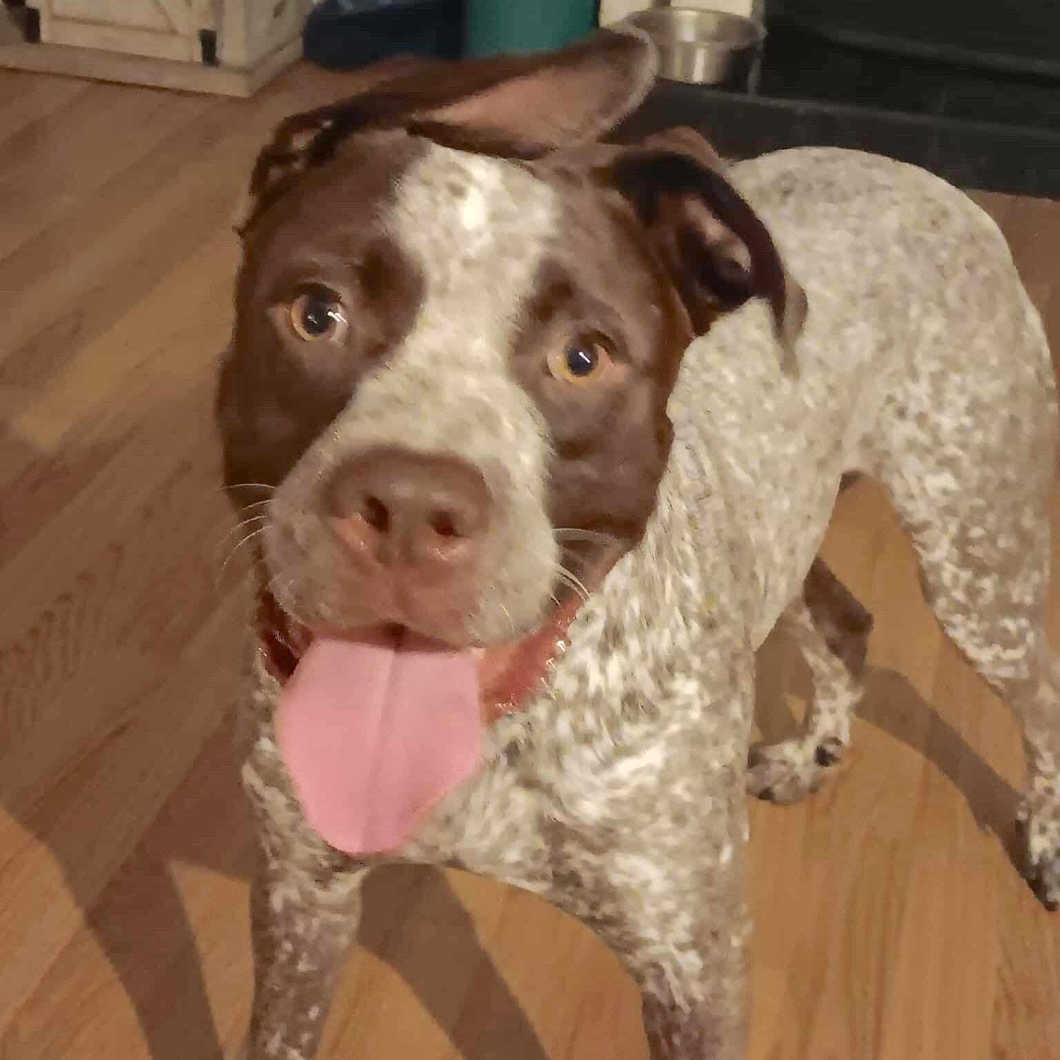 Chip, Adoptable, Adult Male Australian Cattle Dog / Blue Heeler & Terrier.