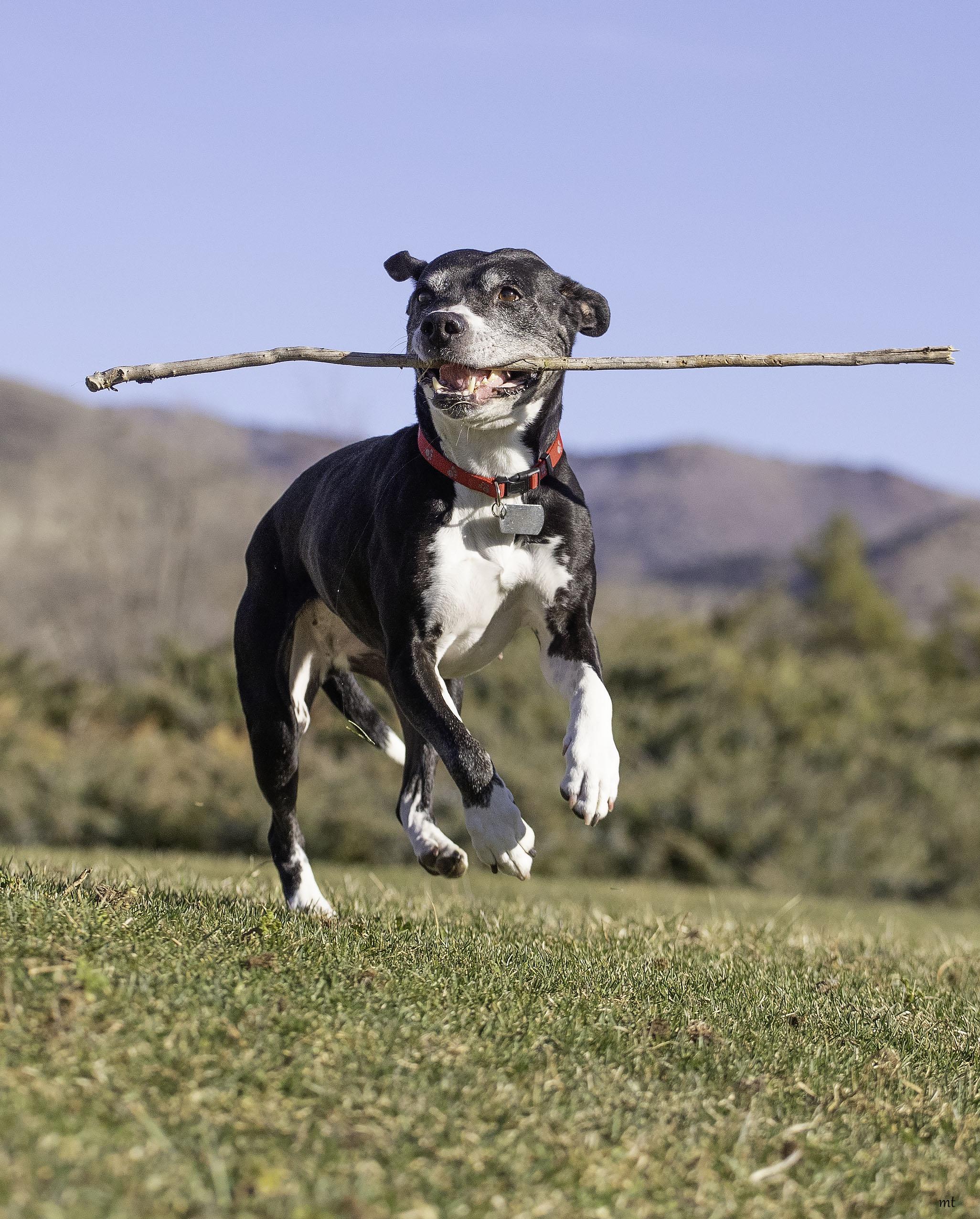 Breezy, a Adoptable Pit Bull Terrier in Washoe Valley, NV image 1/5