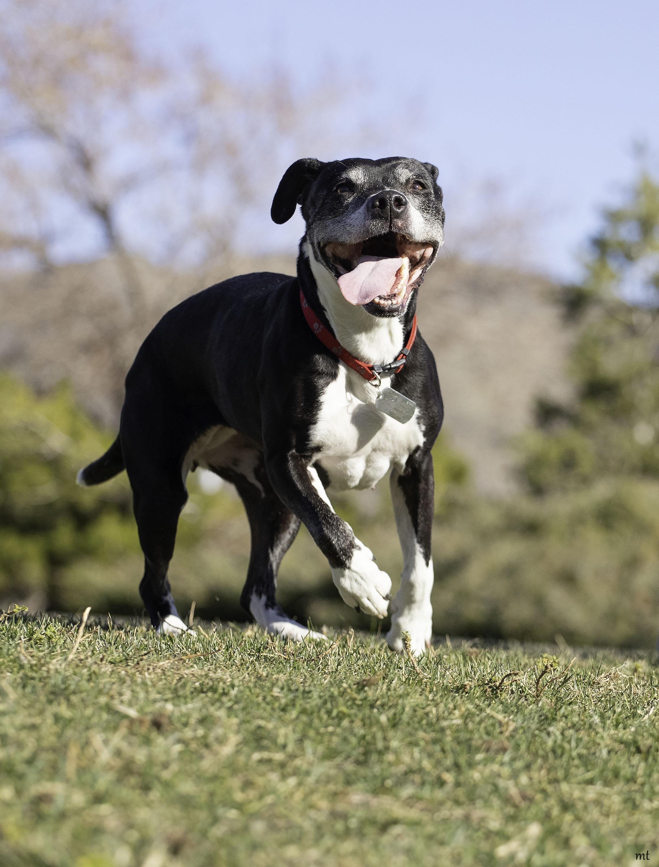 Breezy, a Adoptable Pit Bull Terrier in Washoe Valley, NV image 2/5