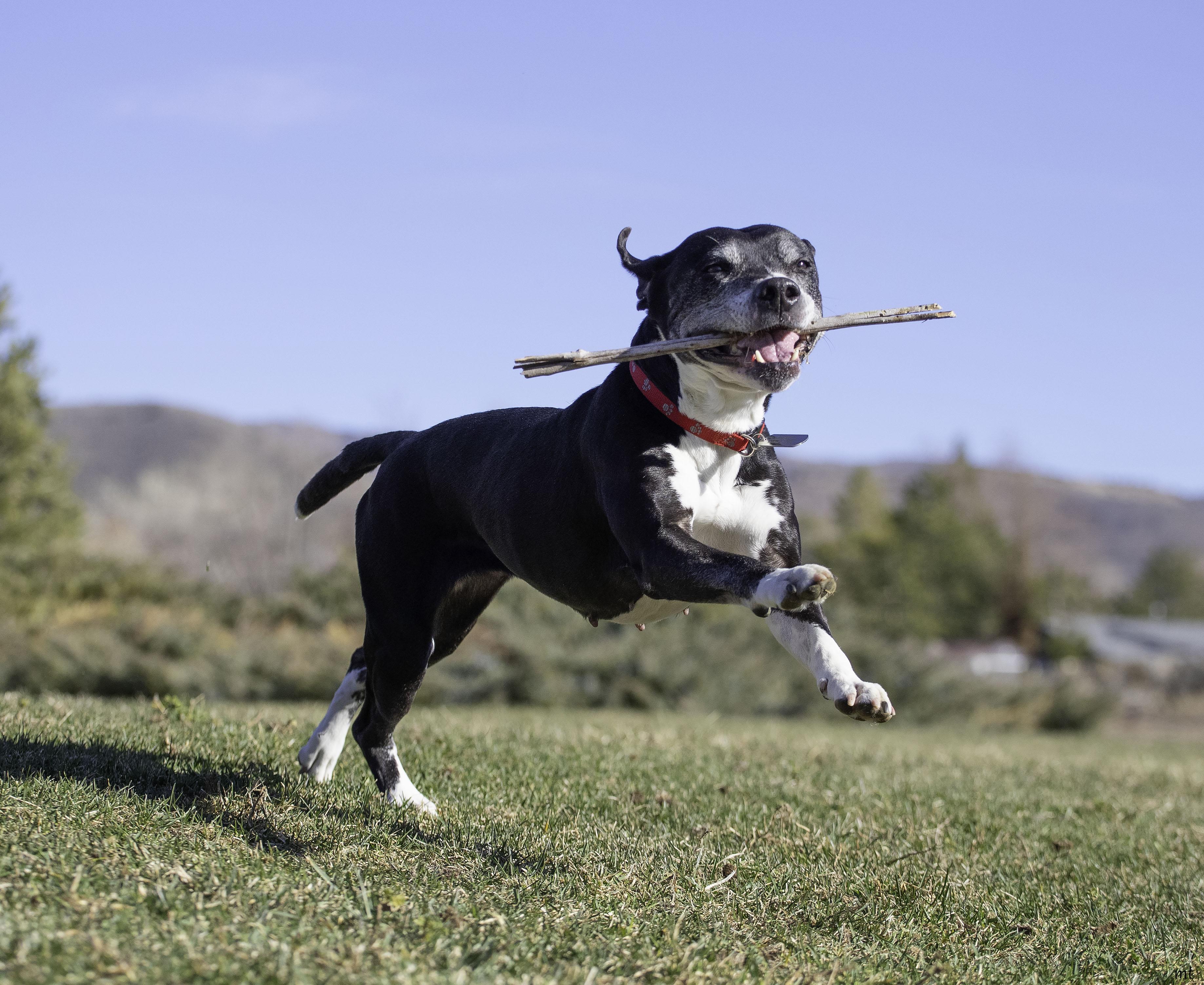 Breezy, a Adoptable Pit Bull Terrier in Washoe Valley, NV image 3/5