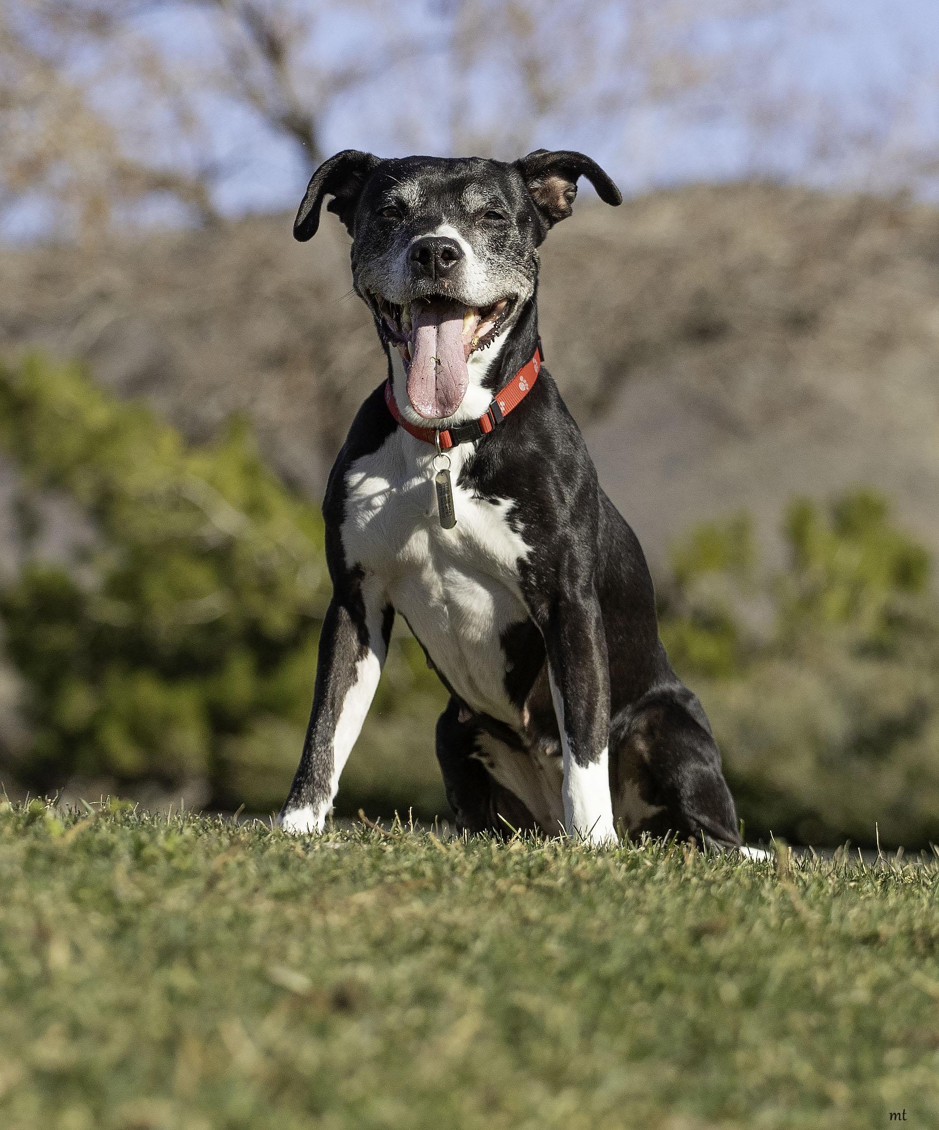 Breezy, a Adoptable Pit Bull Terrier in Washoe Valley, NV image 4/5