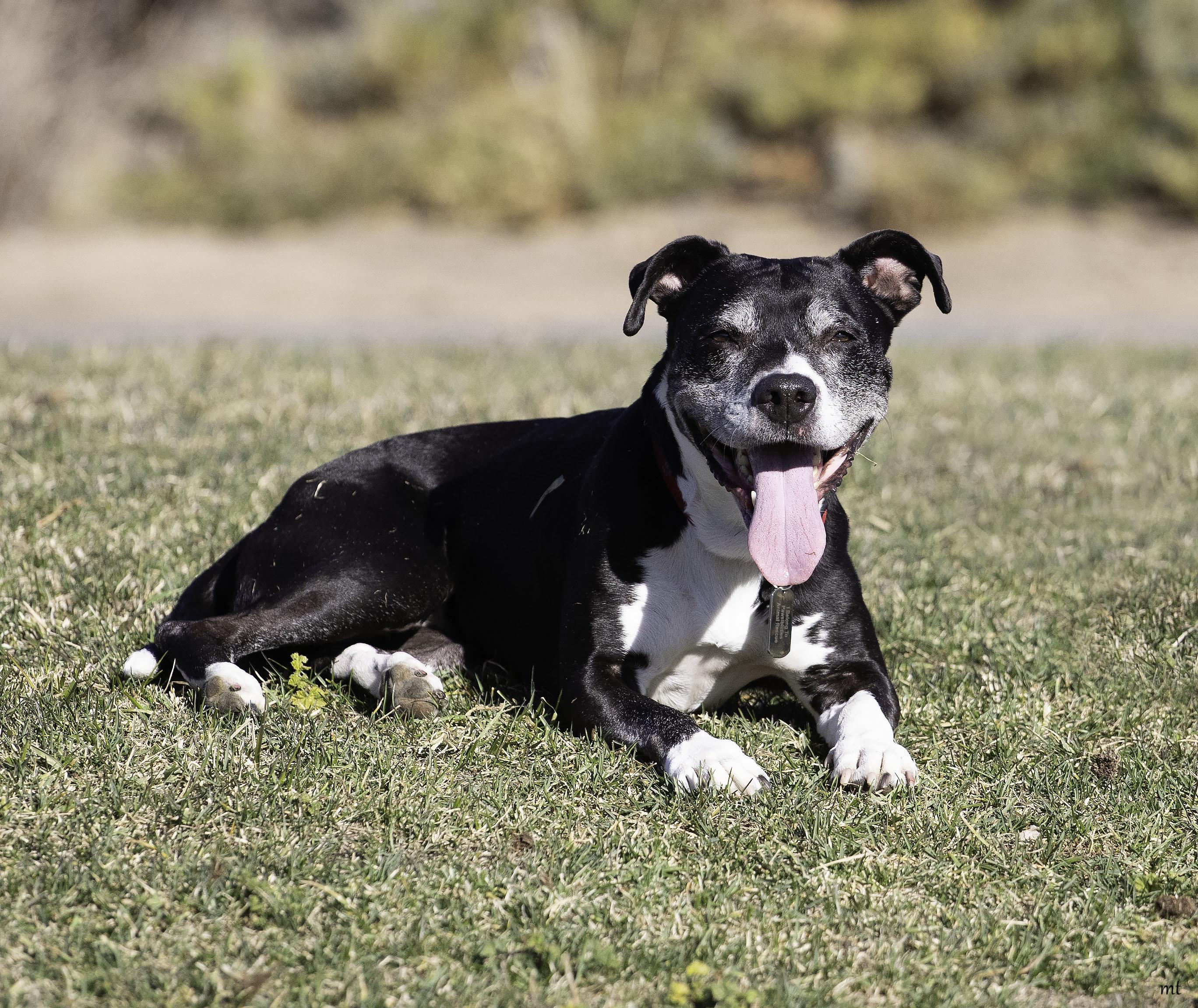Breezy, a Adoptable Pit Bull Terrier in Washoe Valley, NV image 5/5