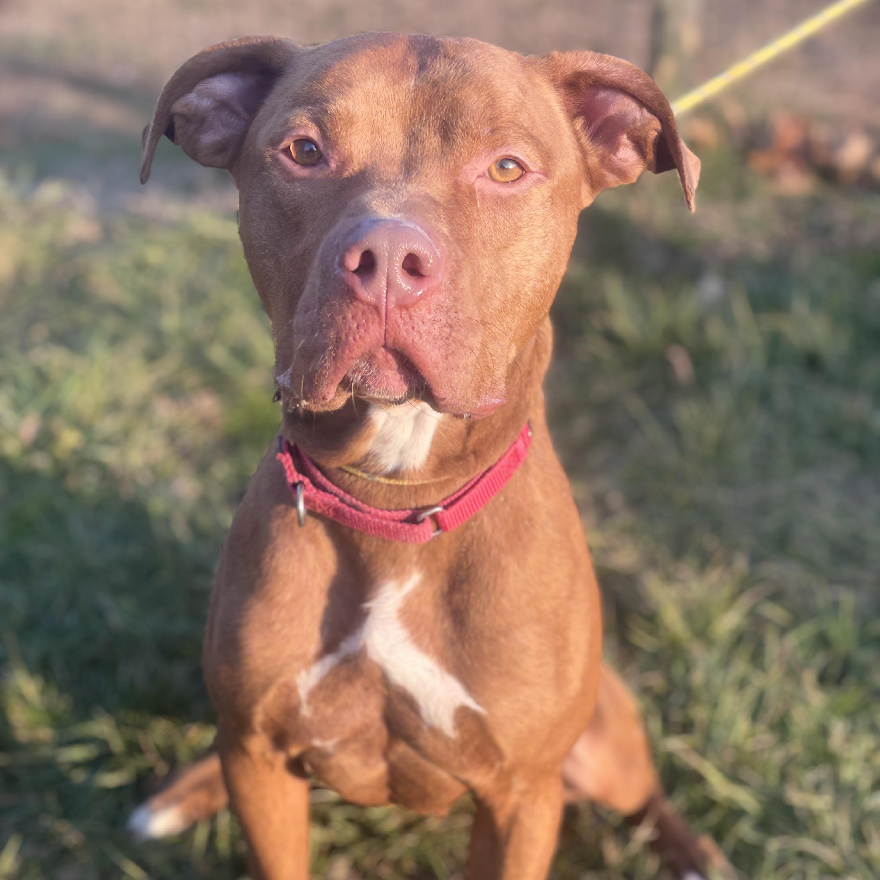 Enlarge Maikoh , a ADOPTABLE mixed breed in Manahawkin, NJ image 1/5