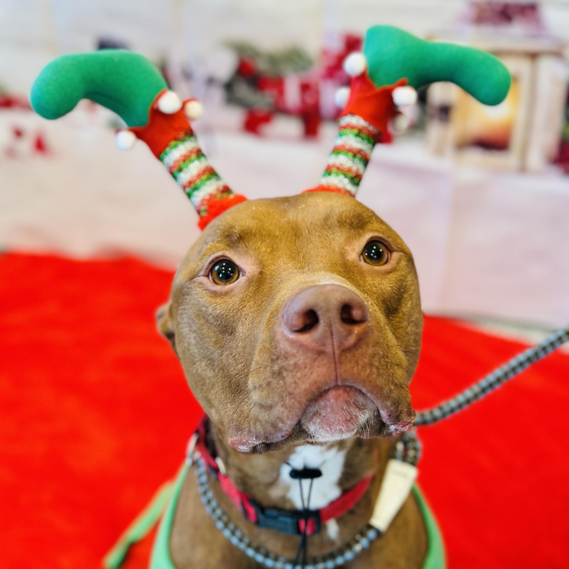 Enlarge Maikoh , a ADOPTABLE mixed breed in Manahawkin, NJ image 4/4