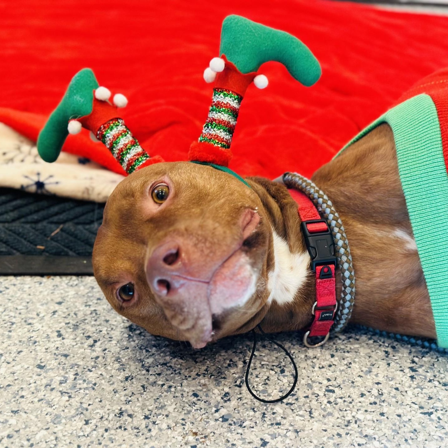 Enlarge Maikoh , a ADOPTABLE mixed breed in Manahawkin, NJ image 2/4