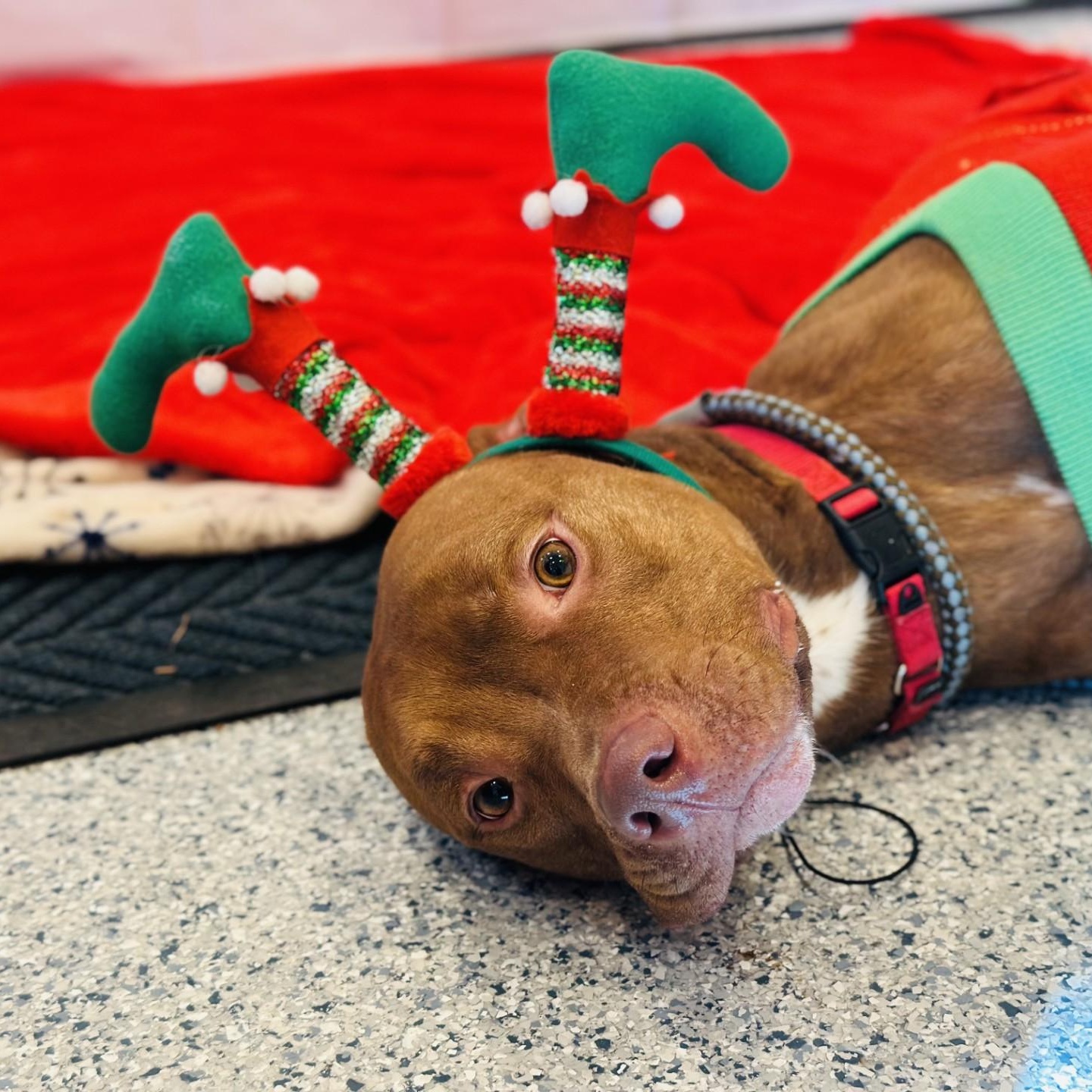 Maikoh , ADOPTABLE, Adult Male Pit Bull Terrier.