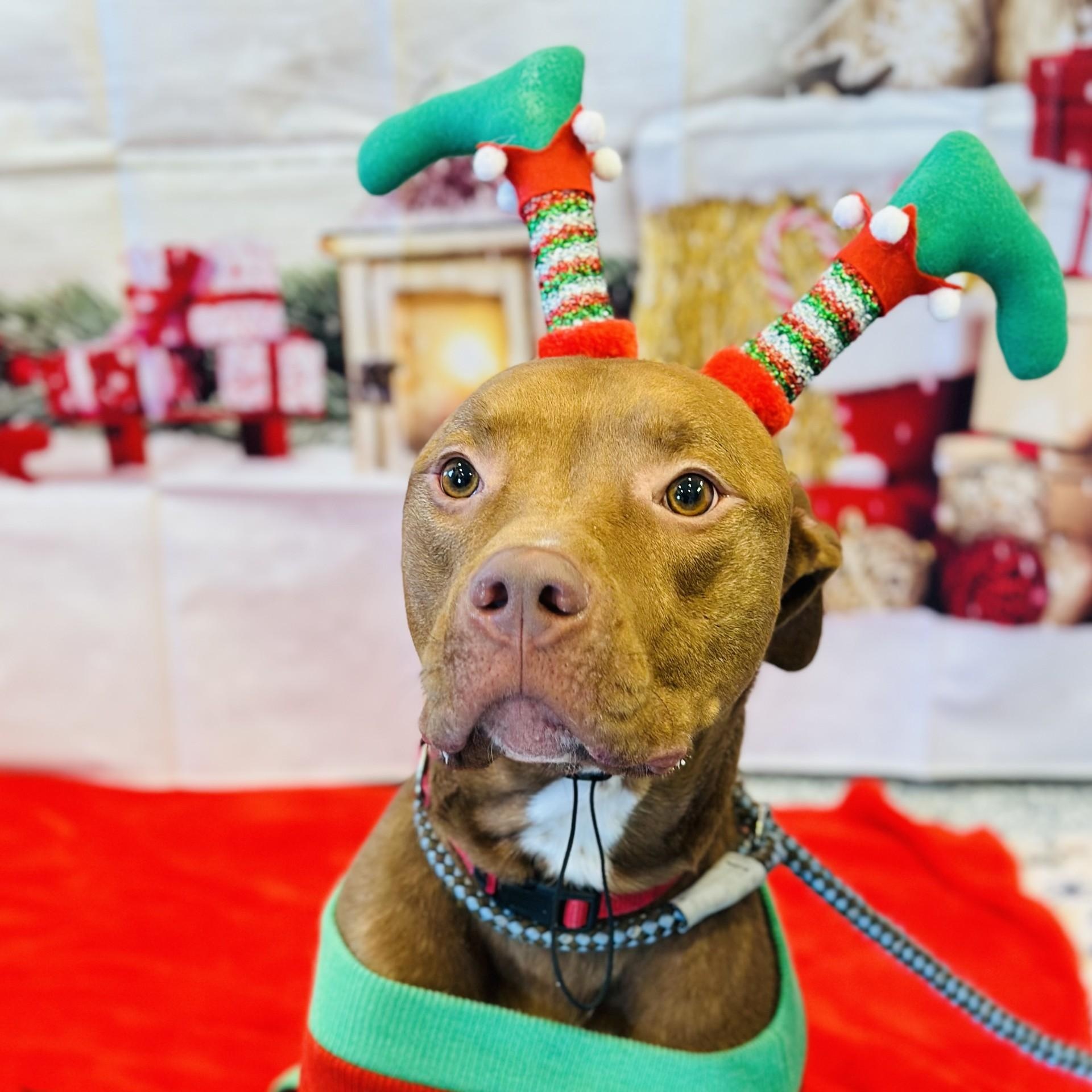 Enlarge Maikoh , a ADOPTABLE mixed breed in Manahawkin, NJ image 3/4