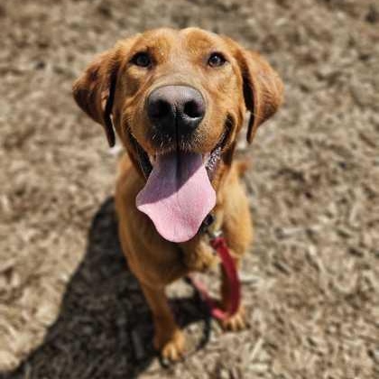 Enlarge Roxy, an adopted mixed breed in Bellingham, WA image 3/3