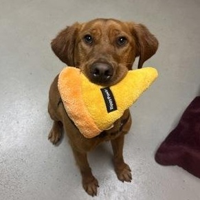 Enlarge Roxy, an adopted mixed breed in Bellingham, WA image 2/3