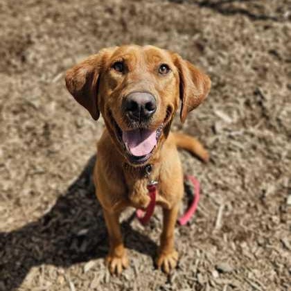 Roxy, ADOPTABLE, Adult Female Labrador Retriever.