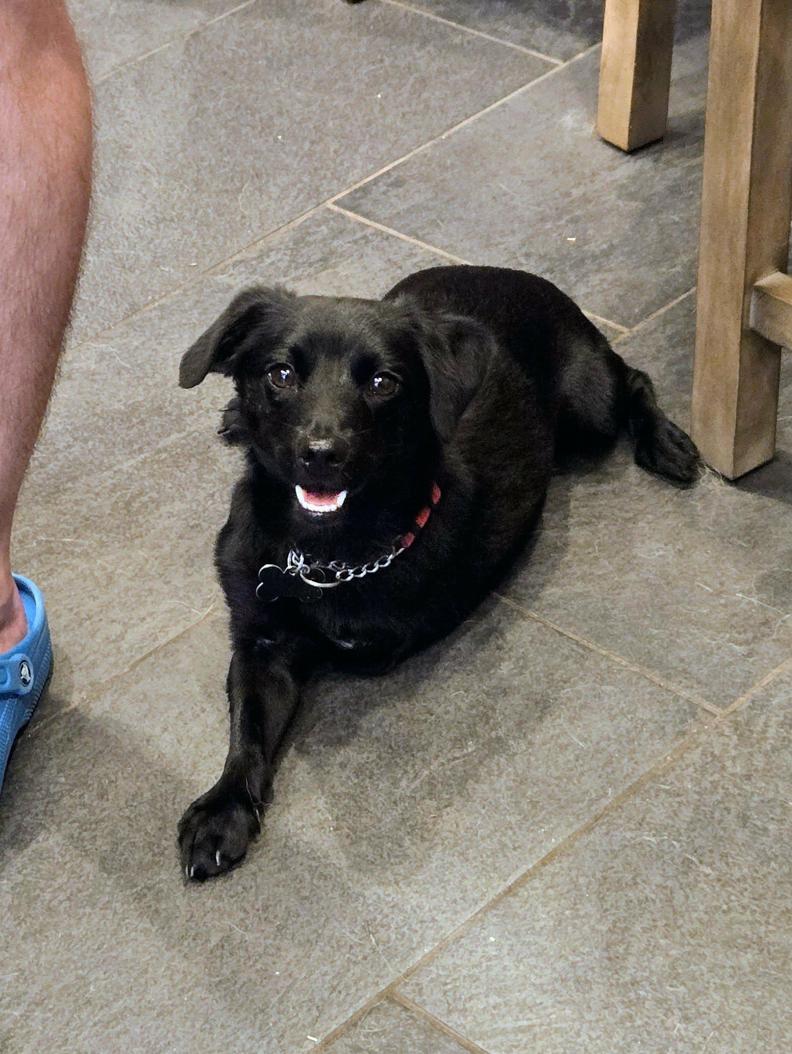 Rocky, adoptable, Young Male Dachshund.