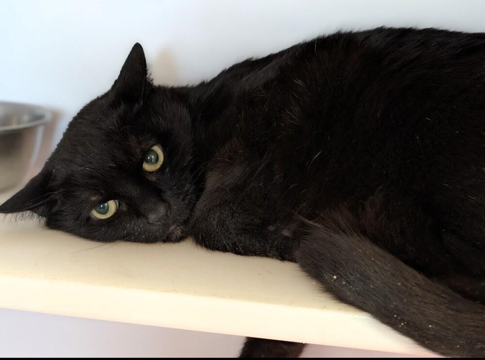 Momma C, Adoptable, Adult Female Domestic Short Hair.