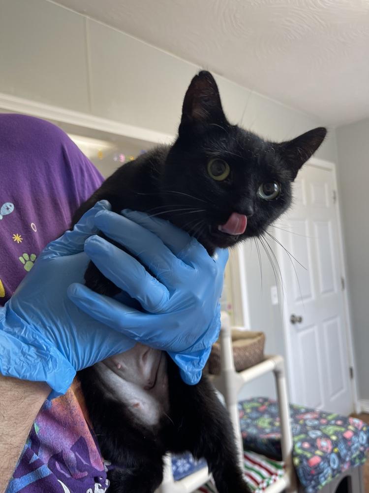Enlarge Momma C, a Adoptable Domestic Short Hair in Bolivar, MO image 1/1