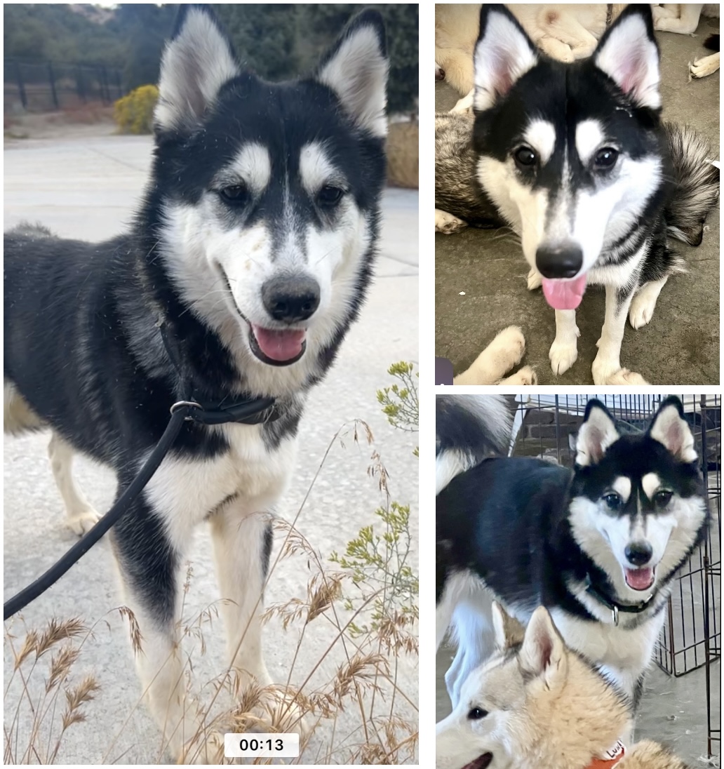 Dog for adoption Leia, a Husky & Klee Kai Mix in Ojai , CA Petfinder