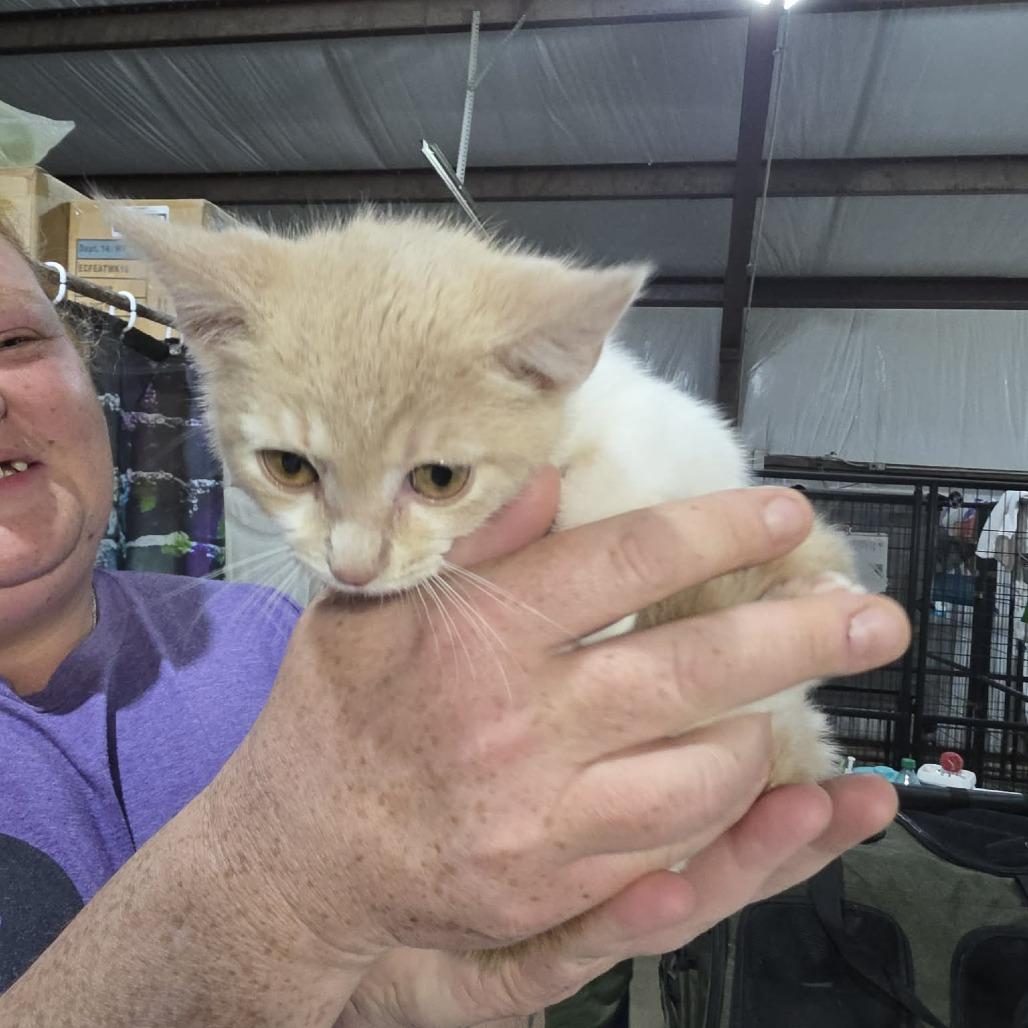 Turnip, Adoptable, Kitten Female Domestic Short Hair & Domestic Short Hair.