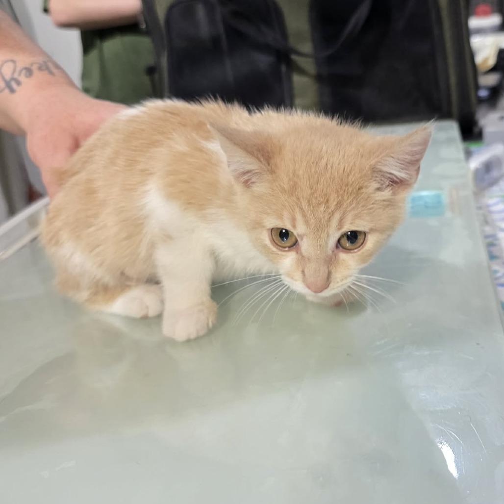 Turnip, a Adoptable mixed breed in Amarillo, TX image 2/5