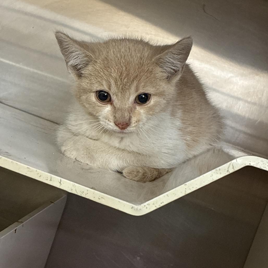 Turnip, a Adoptable mixed breed in Amarillo, TX image 3/5