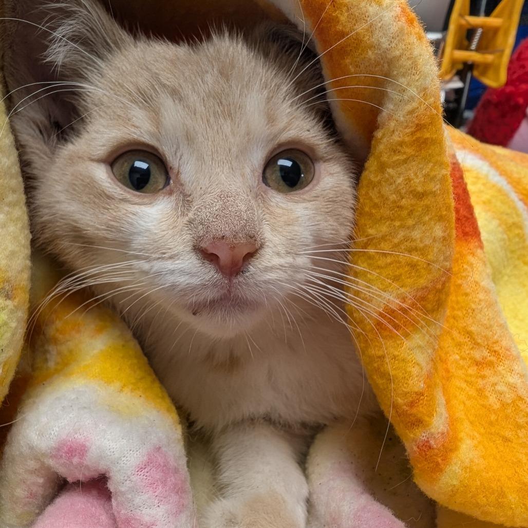 Turnip, a Adoptable mixed breed in Amarillo, TX image 4/5