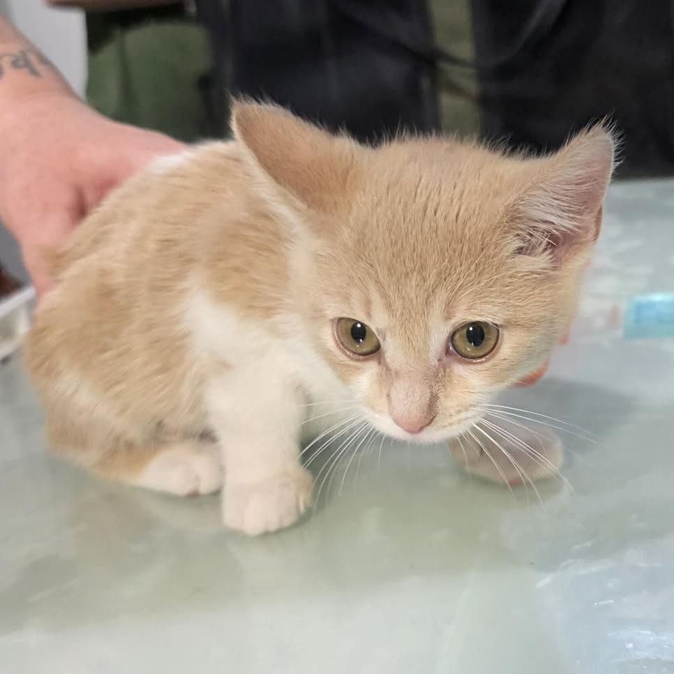 Turnip, a Adoptable mixed breed in Amarillo, TX image 5/5