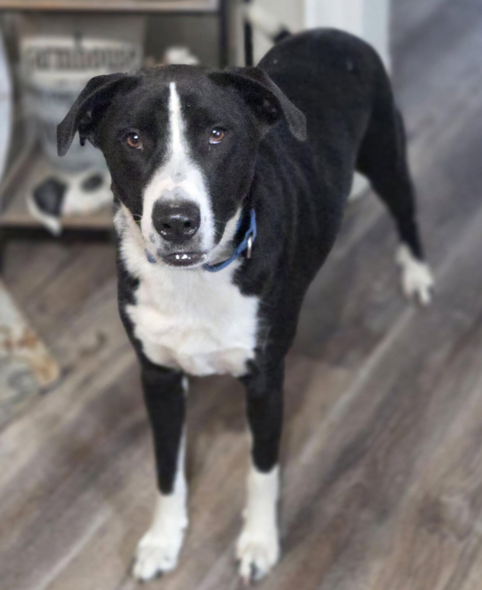 Enlarge Rowdy Roo, a ADOPTABLE mixed breed in Racine, WI image 2/4