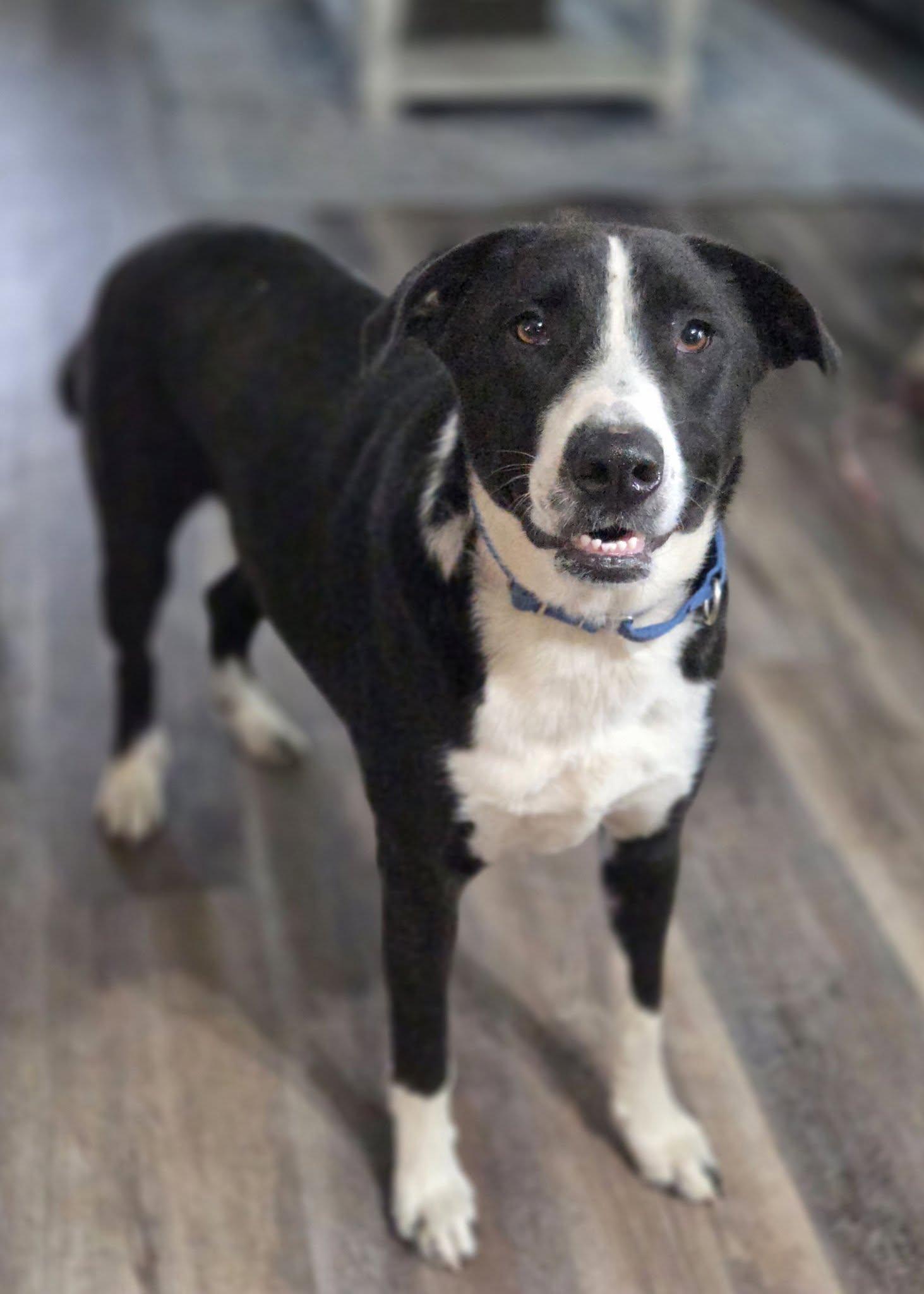 Enlarge Rowdy Roo, a ADOPTABLE mixed breed in Racine, WI image 1/4
