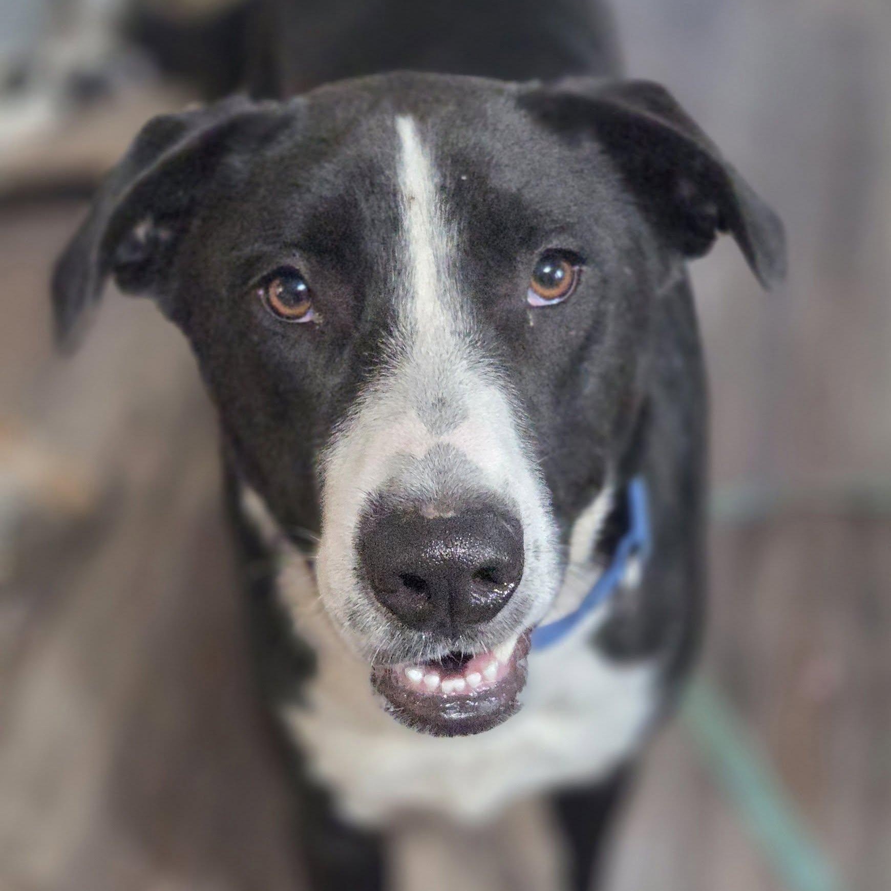 Enlarge Rowdy Roo, a ADOPTABLE mixed breed in Racine, WI image 3/4