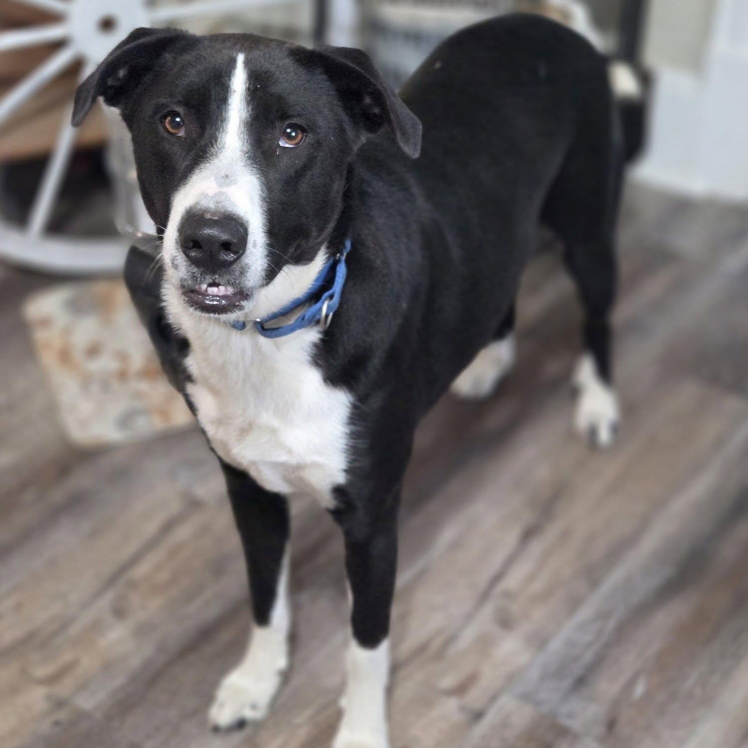 Enlarge Rowdy Roo, a ADOPTABLE mixed breed in Racine, WI image 4/4