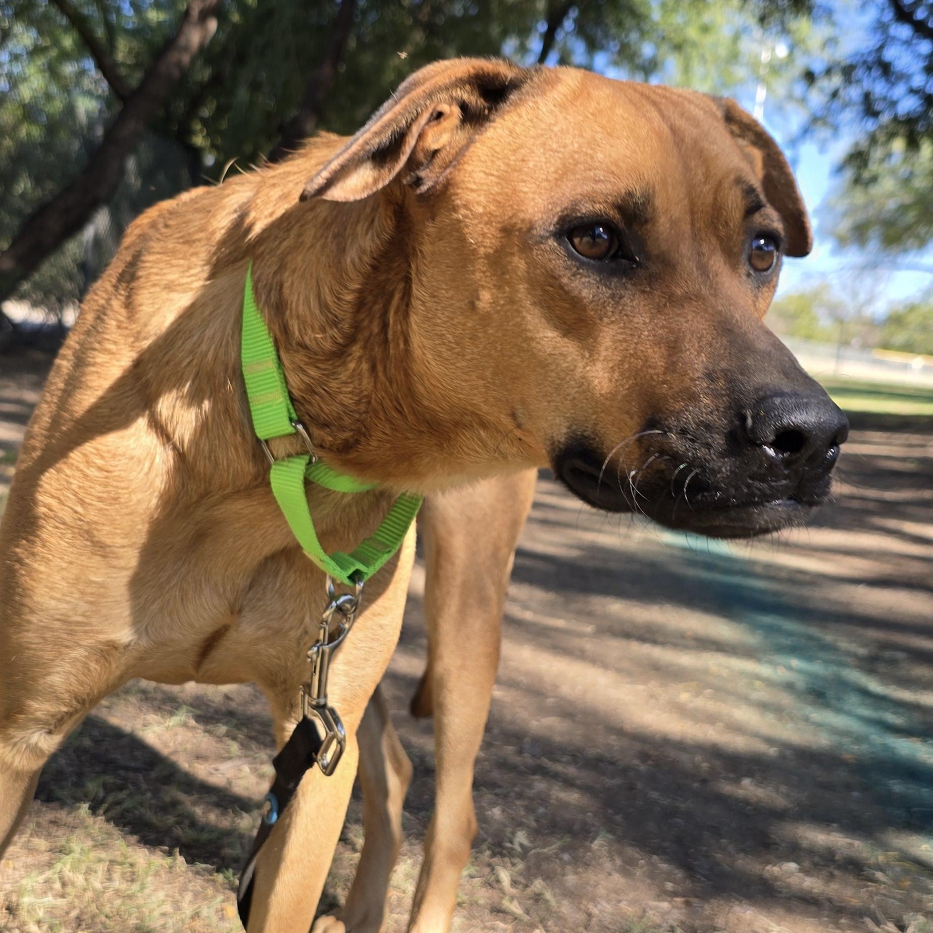 Roxanne, ADOPTABLE, Adult Female Shepherd.