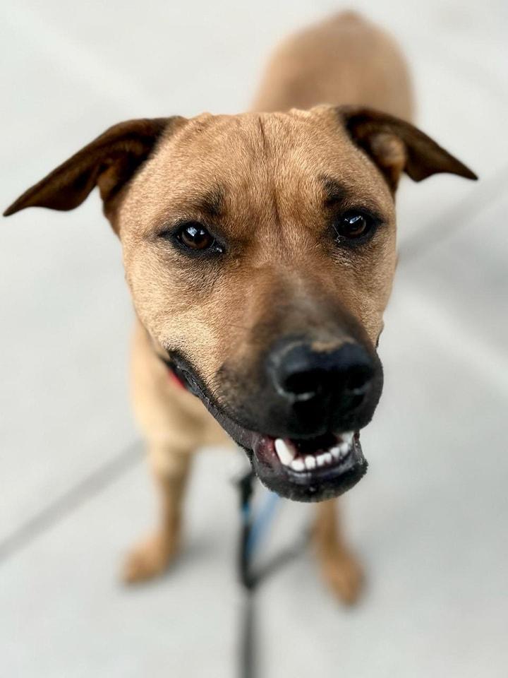 Roxanne, ADOPTABLE, Adult Female Shepherd.