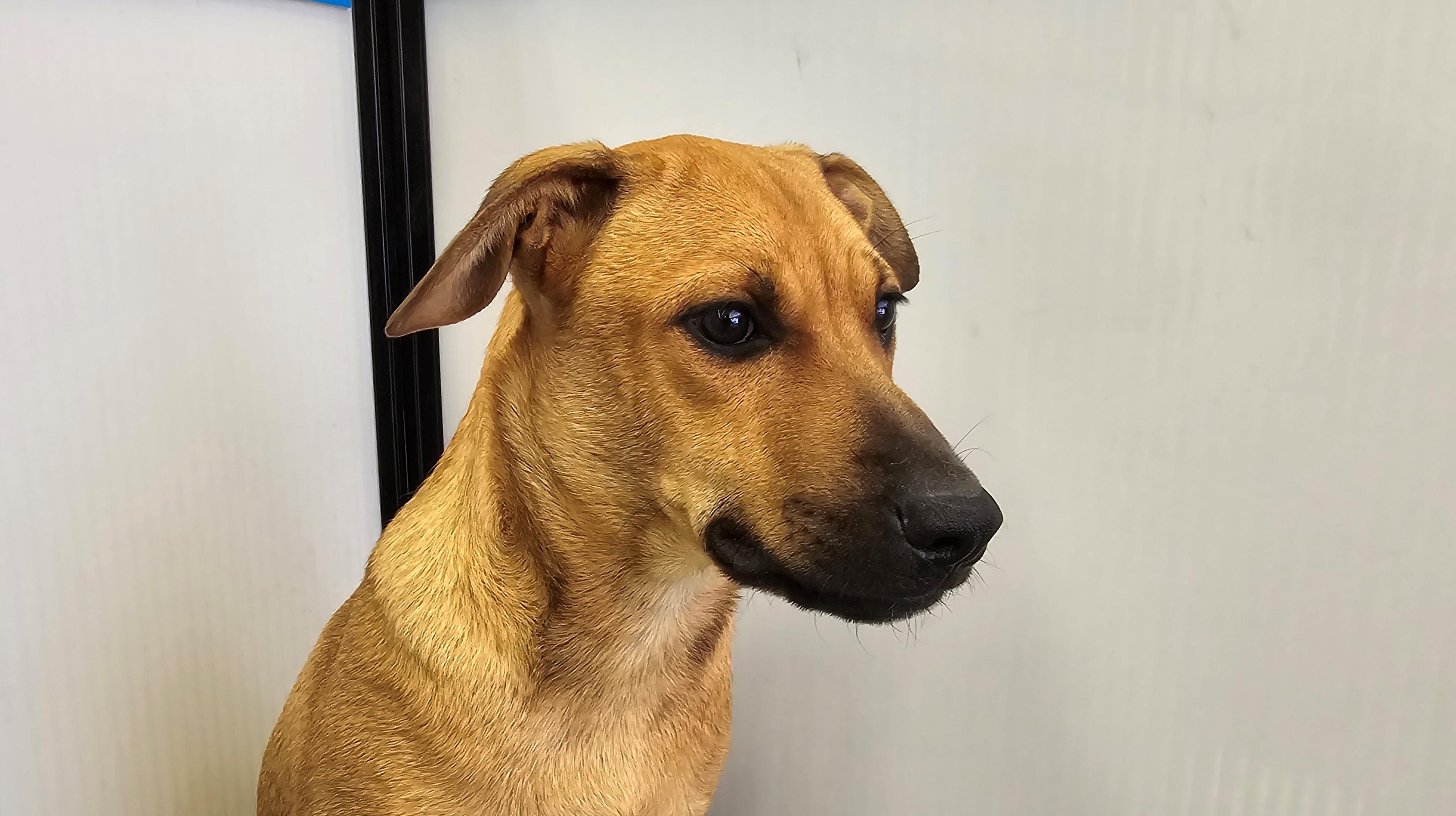 Enlarge Roxanne, a ADOPTABLE mixed breed in Tucson, AZ image 3/4