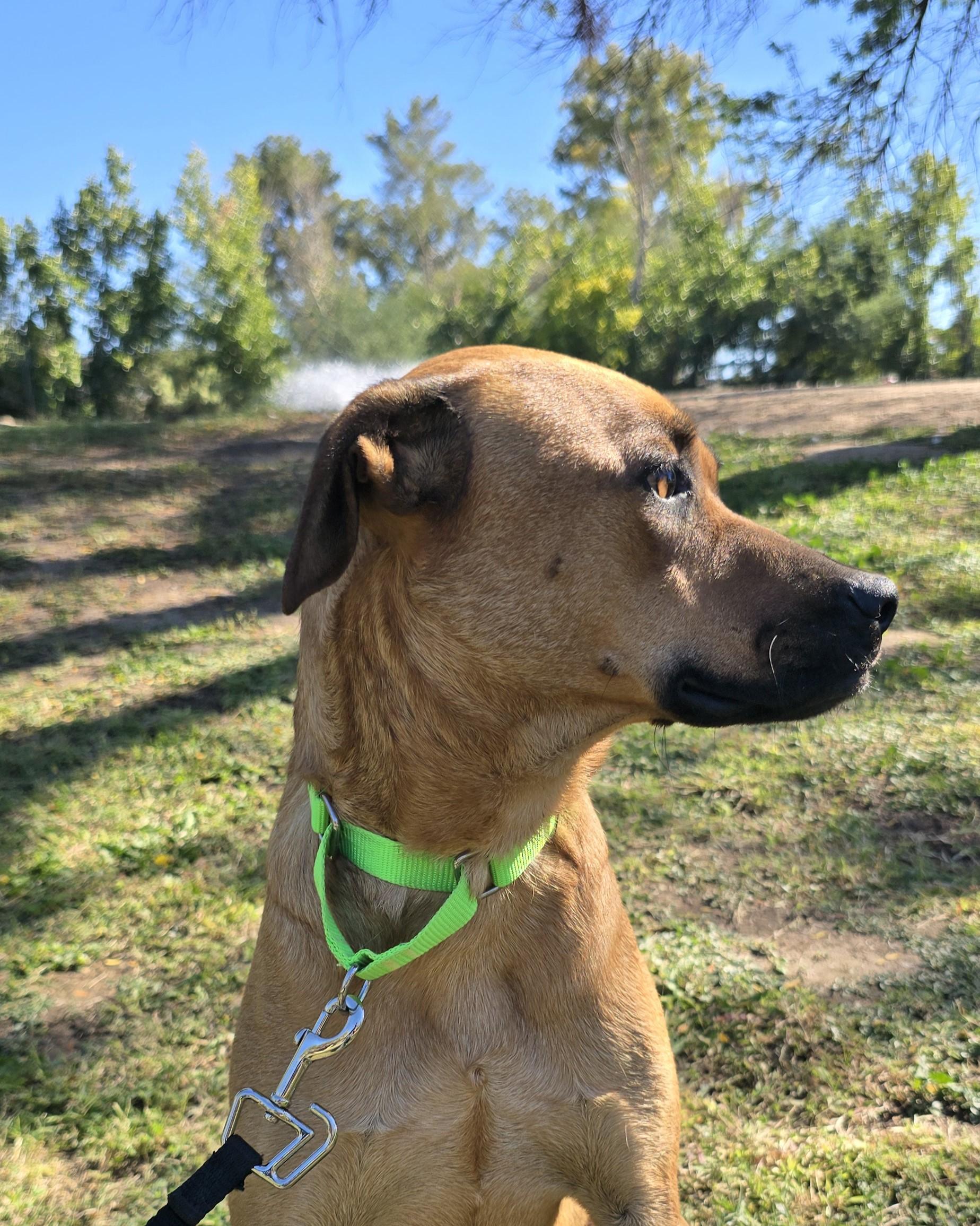Enlarge Roxanne, a ADOPTABLE mixed breed in Tucson, AZ image 4/4