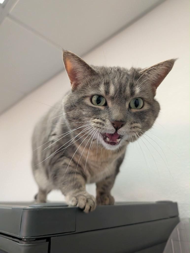 Jabba, a Adoptable Torbie in Grand Junction, CO image 1/4