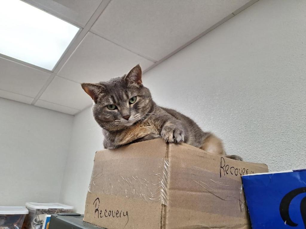 Jabba, a Adoptable Torbie in Grand Junction, CO image 2/4