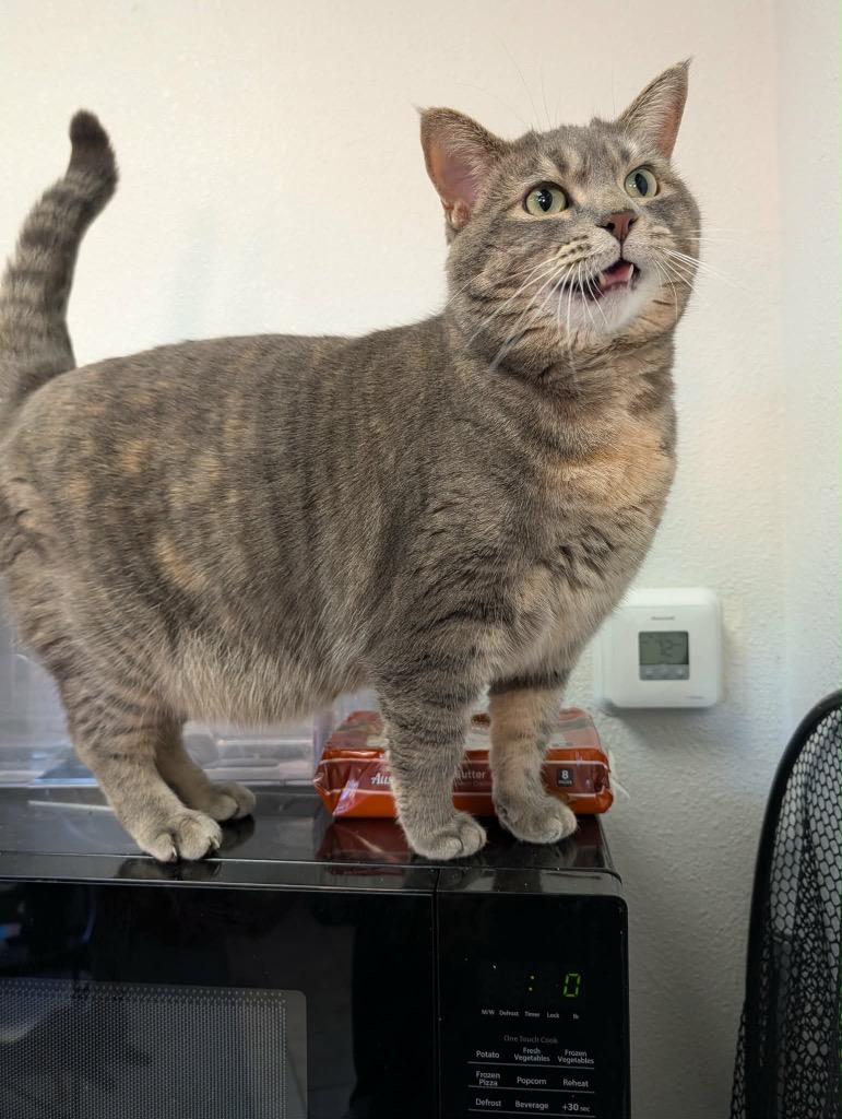 Jabba, a Adoptable Torbie in Grand Junction, CO image 3/4